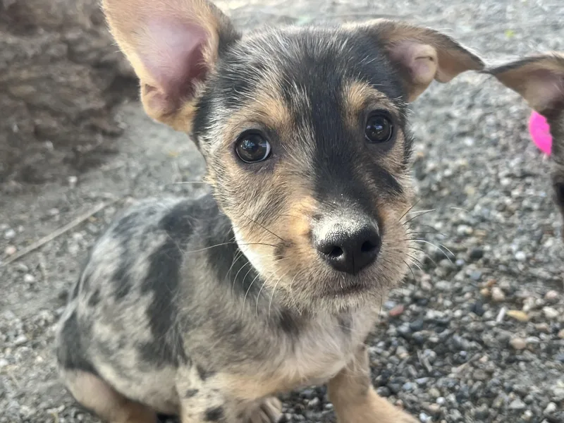 A baby small-sized male Merle (Blue) Wirehaired Terrier dog named Frederich for adoption in Longmont, CO