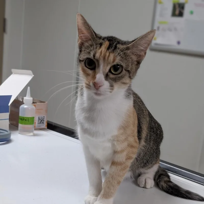 An adult medium-sized female Calico Domestic Short Hair cat named Lizzy for adoption in Canton, IL