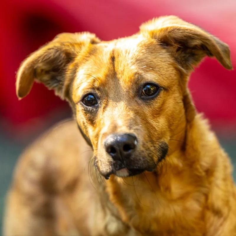 Pop Rocks thumbnail 3