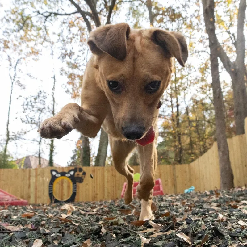 Pop Rocks thumbnail 4