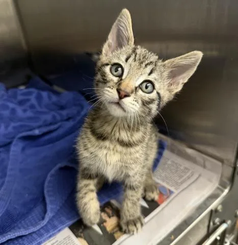 A baby small-sized male Domestic Medium Hair cat named Widget for adoption in Los Angeles, CA