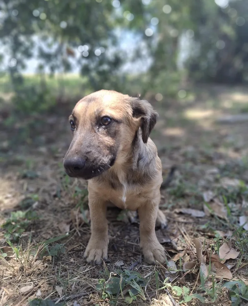 A baby medium-sized female Brown / Chocolate Dachshund dog named Ginger for adoption in New York, NY