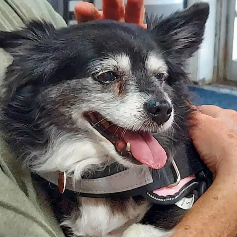 A senior small-sized female Pomeranian dog named Panda for adoption in Wichita, KS
