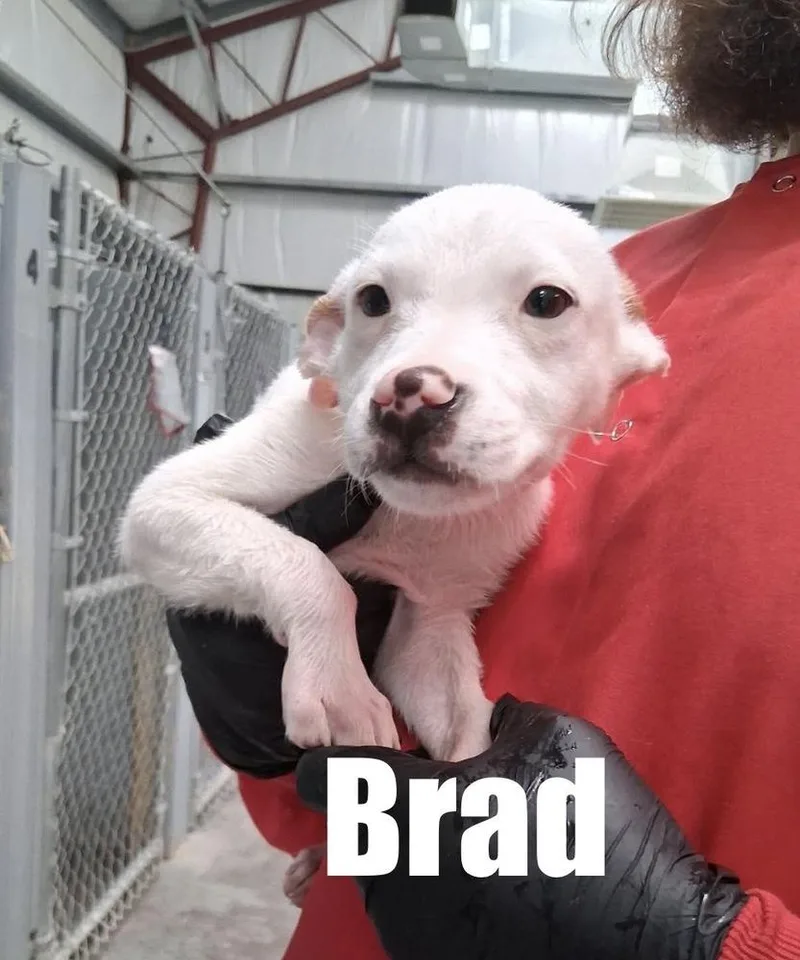 Brad thumbnail 4