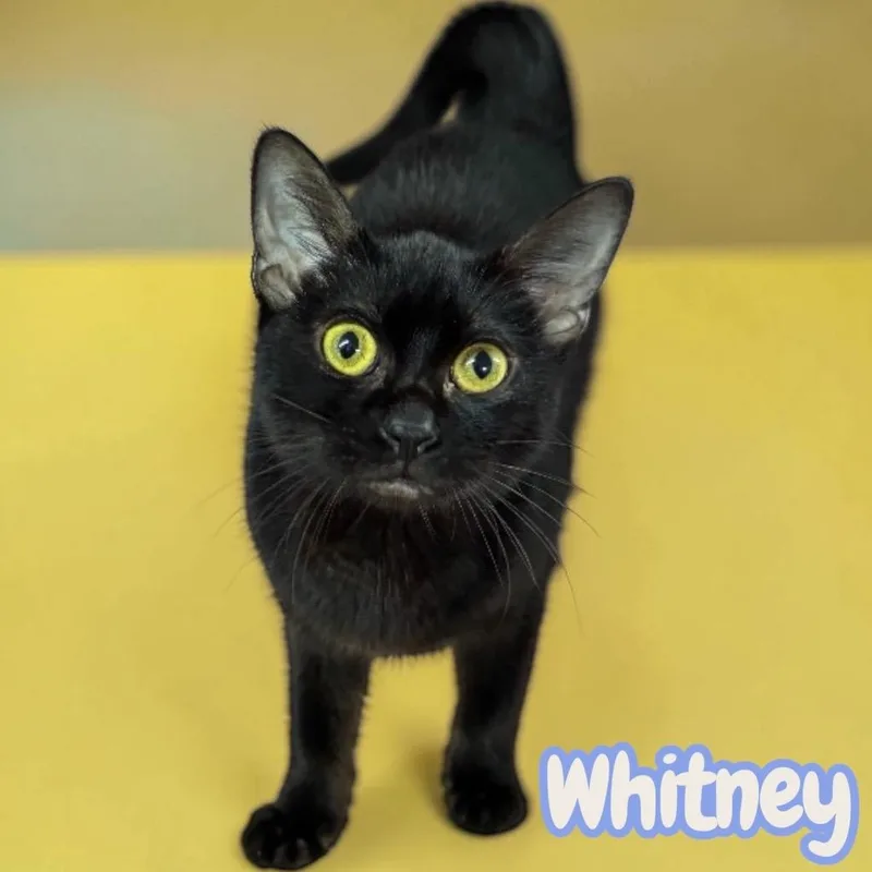 A baby medium-sized female Domestic Short Hair cat named Whitney for adoption in Sorrento, LA