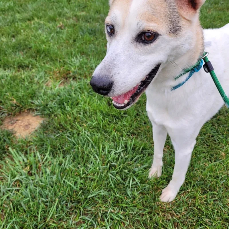 An adult medium-sized male Rough Collie dog named Abner for adoption in Minooka, IL