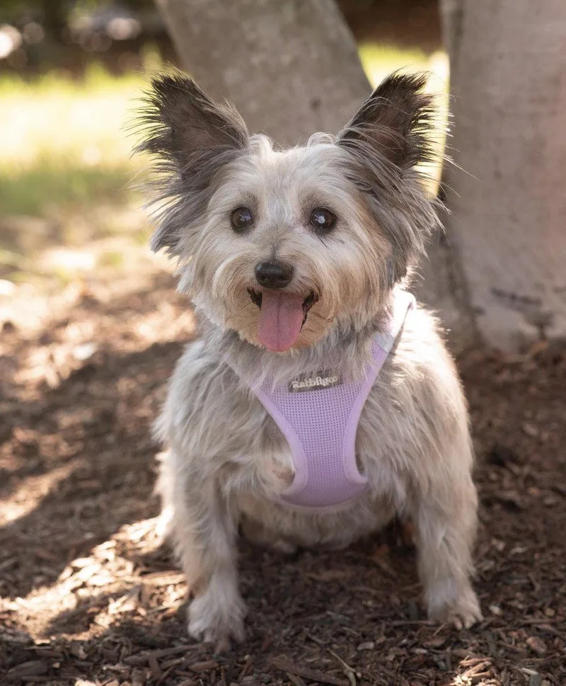 A senior small-sized female Yorkshire Terrier dog named Lana for adoption in Southaven, MS
