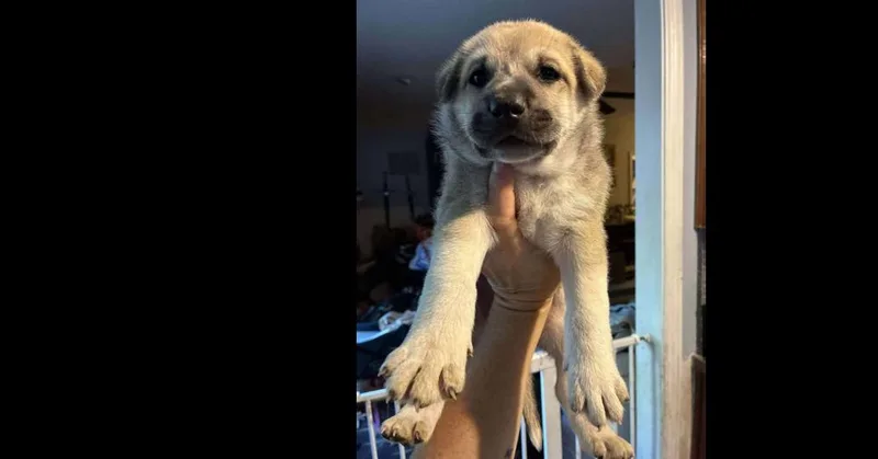 A young medium-sized male German Shepherd Dog dog named Thanksgiving Pups: Tater for adoption in Dallas, TX