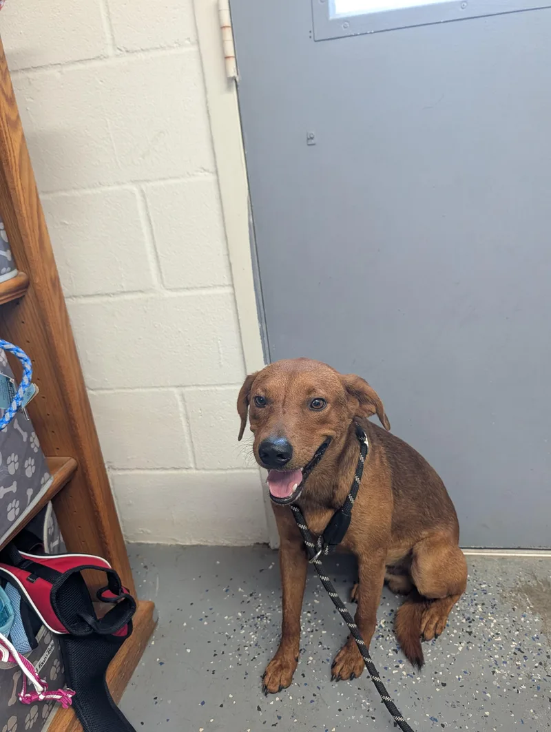A young medium-sized male Labrador Retriever dog named Charlie for adoption in Lewisburg, TN