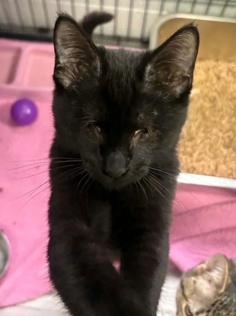 A young medium-sized male Black Domestic Short Hair cat named Gordon for adoption in Covington, VA