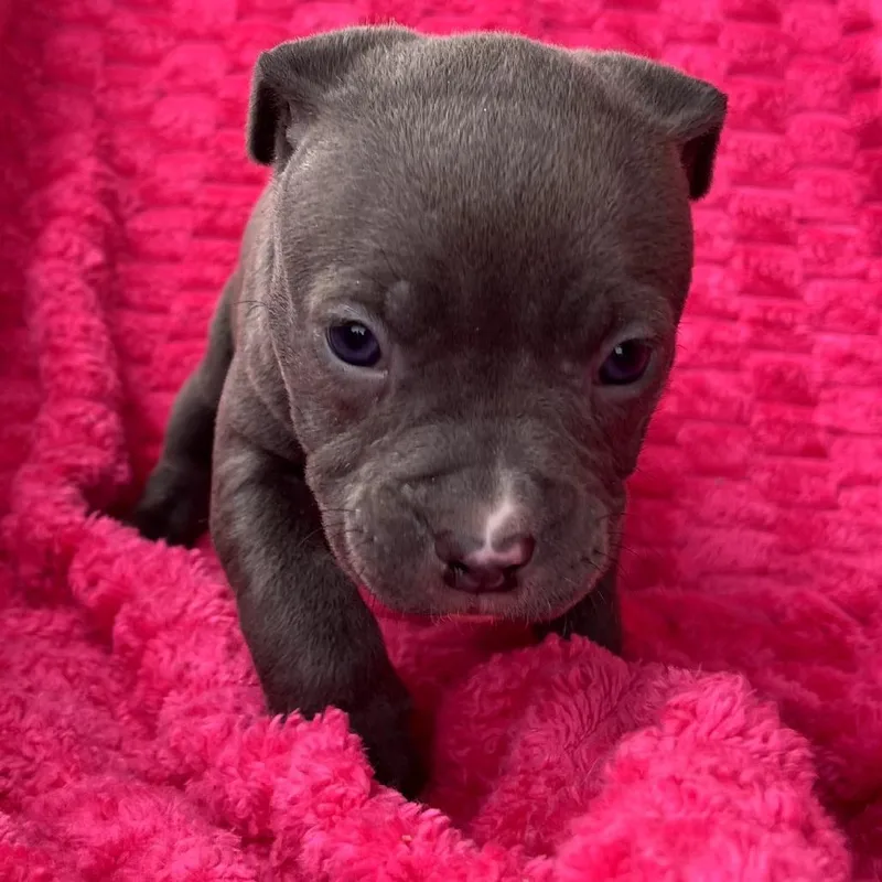 A baby medium-sized female Gray / Blue / Silver English Bulldog dog named Orchid for adoption in Cartersville, GA