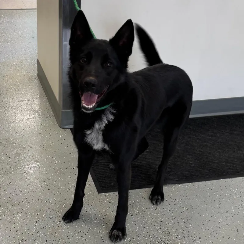 An adult medium-sized female Black Shepherd dog named Grace for adoption in Galax, VA