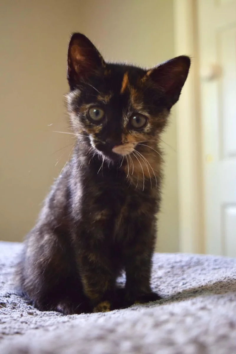 A baby medium-sized female Tortoiseshell Domestic Short Hair cat named Carla for adoption in Muncie, IN