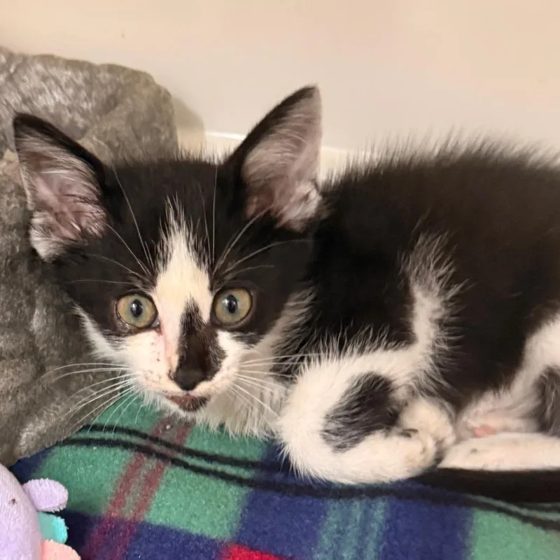 A baby small-sized male Black Domestic Short Hair cat named Webster for adoption in Evansville, IN