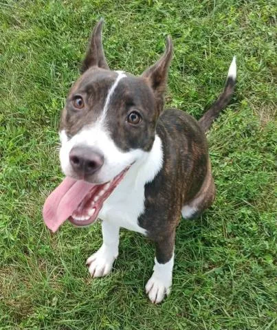 A young small-sized female Pit Bull Terrier dog named Koko Fka Candace for adoption in Decatur, IL