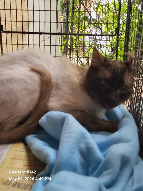 An adult medium-sized male Snowshoe cat named 1-1 for adoption in San Antonio, TX