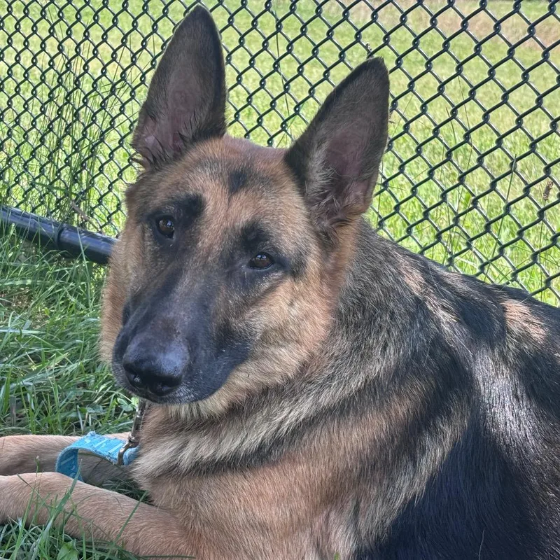 An adult large-sized female Black German Shepherd Dog dog named Chicken Wing for adoption in York, PA