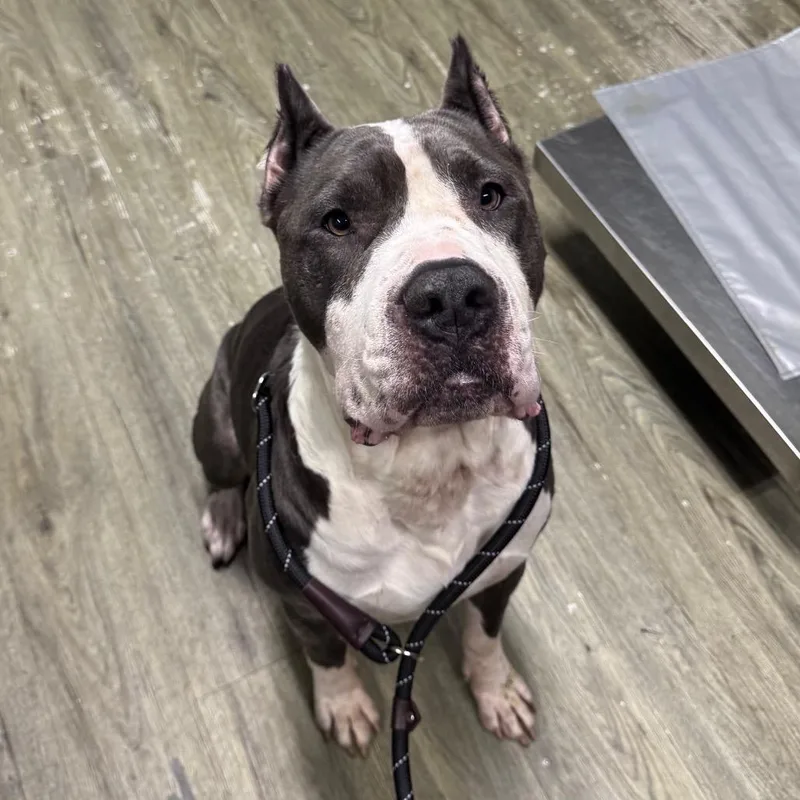 An adult large-sized male Gray / Blue / Silver Mixed Breed dog named Titan for adoption in Summerville, SC