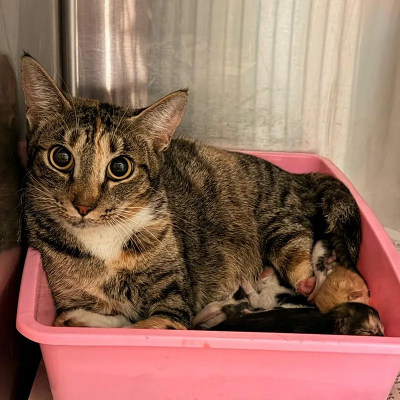 An adult medium-sized female Brown / Chocolate Domestic Short Hair cat named Momma Mac for adoption in Columbus, GA