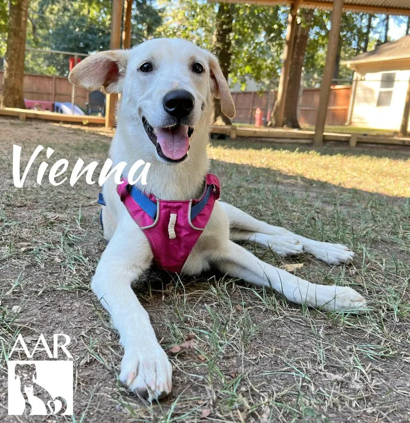 A young medium-sized female Labrador Retriever dog named Vienna for adoption in Magnolia, TX