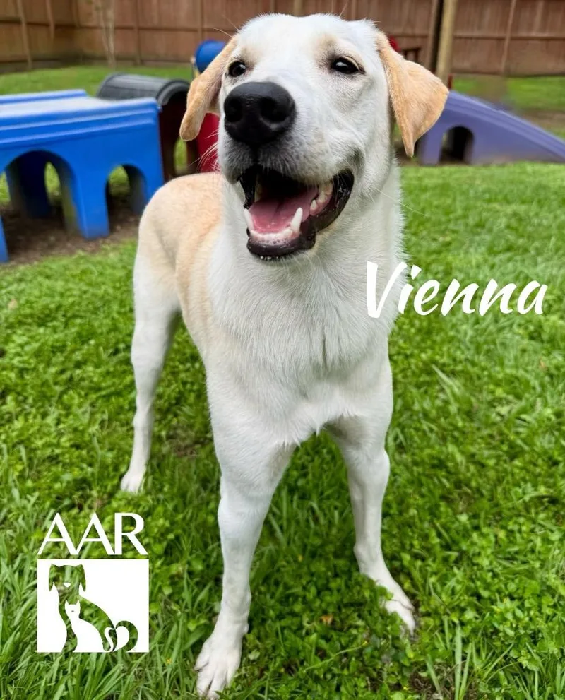 Vienna thumbnail 2