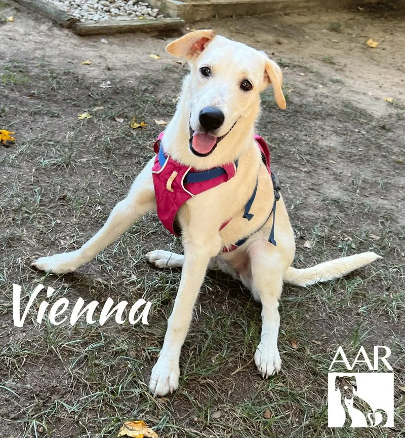 Vienna thumbnail 3