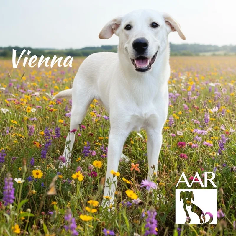 Vienna thumbnail 6