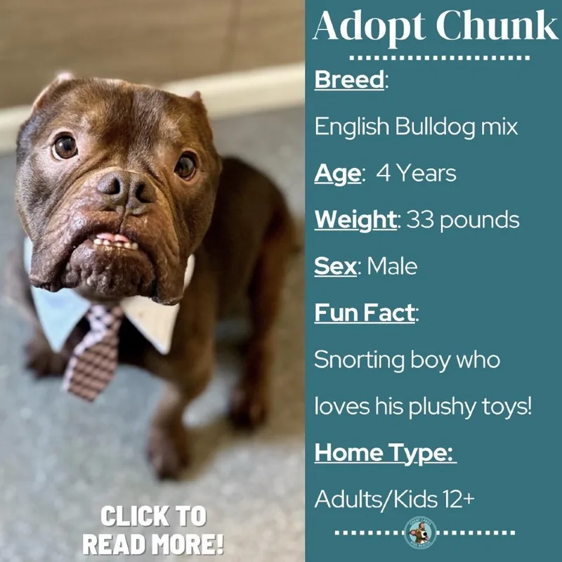 An adult medium-sized male Brown / Chocolate English Bulldog dog named Chunk for adoption in Metamora, MI