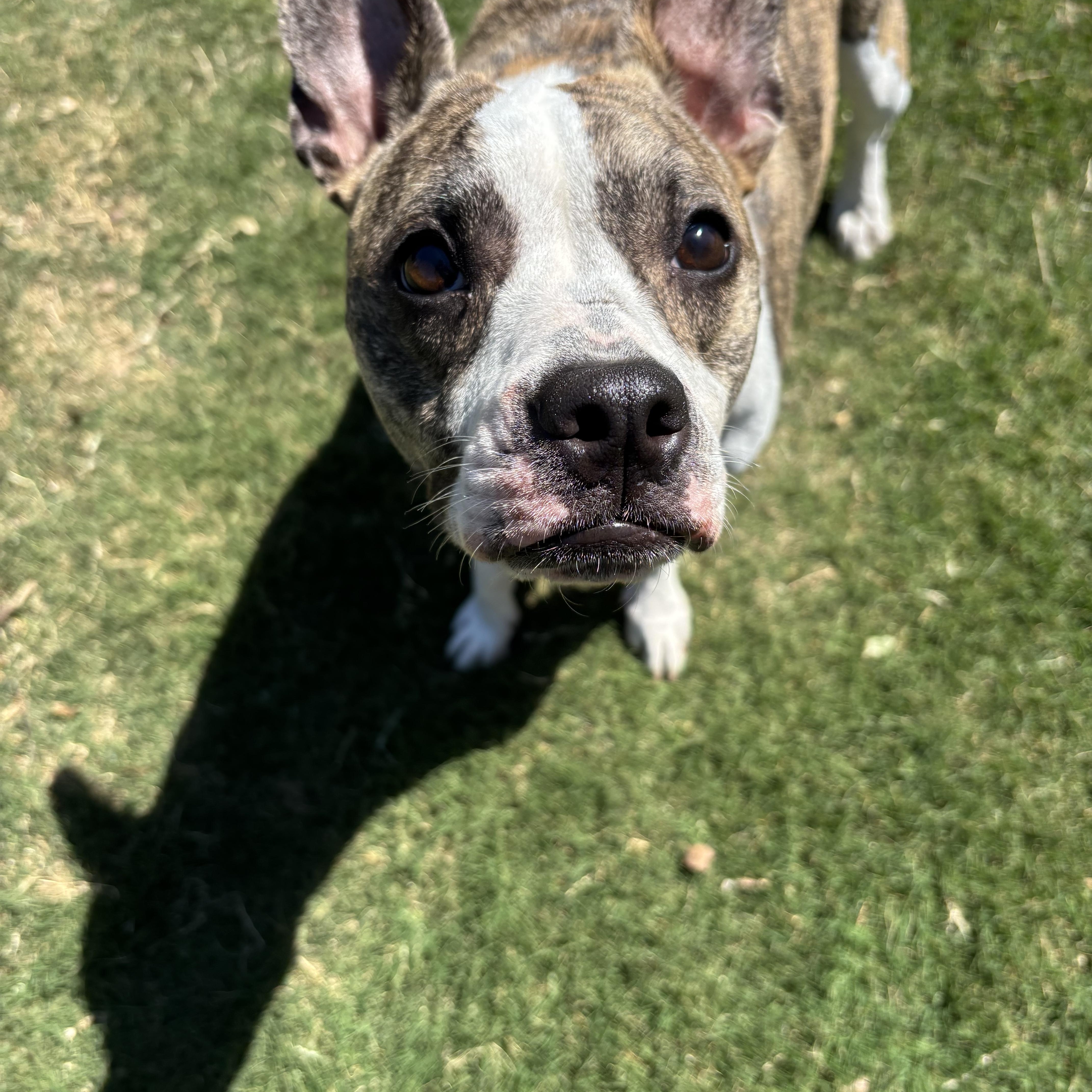 A young small-sized female Brindle French Bulldog dog named Lolly for adoption in Choctaw, OK