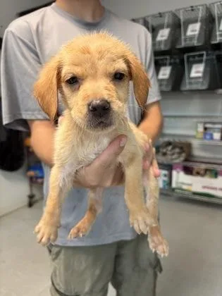 A baby small-sized male Mixed Breed dog named Zircon for adoption in Savannah, GA