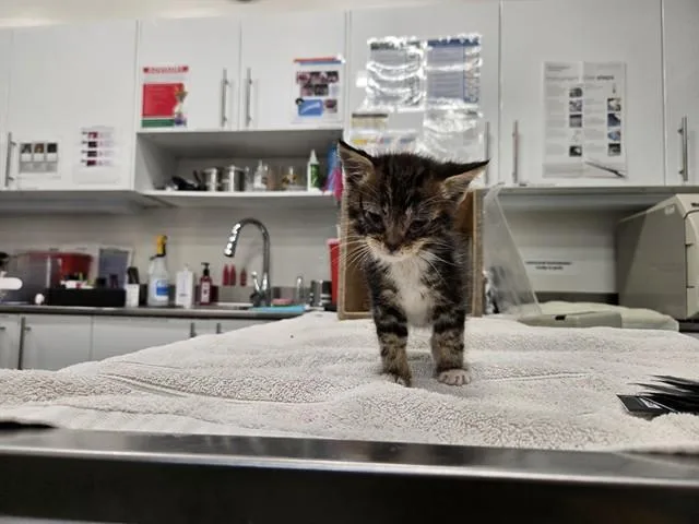 A baby small-sized male Domestic Short Hair cat named Viktor for adoption in Antioch, CA