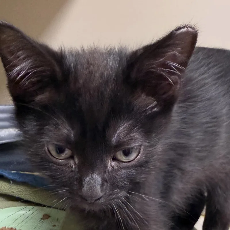 A baby small-sized male Black Domestic Short Hair cat named Jackson for adoption in Ponca City, OK