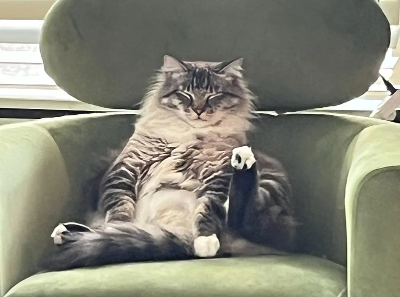 An adult medium-sized male Domestic Long Hair cat named MOUSE Offered for adoption in Hillsboro, OR
