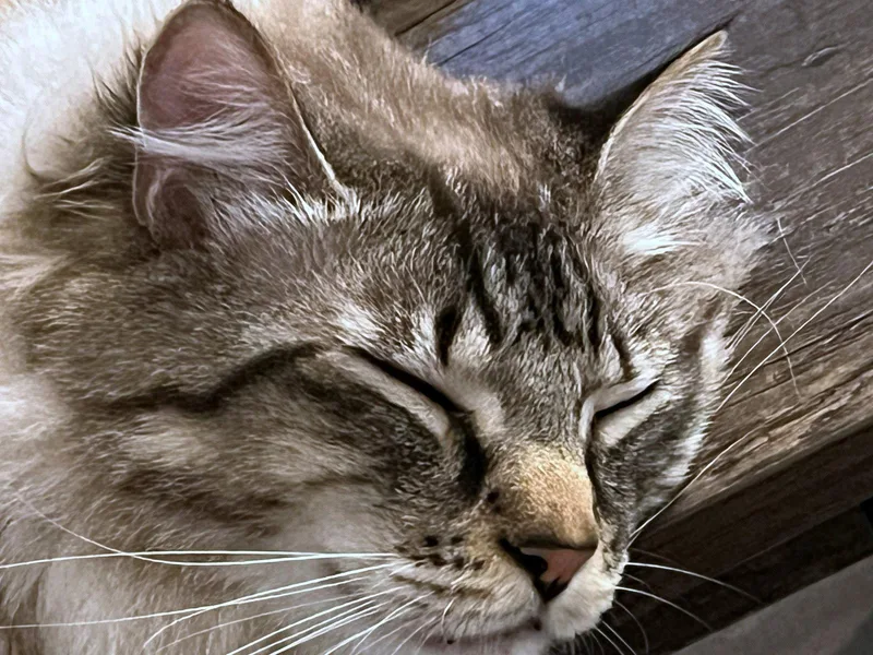 MOUSE   Offered thumbnail 3