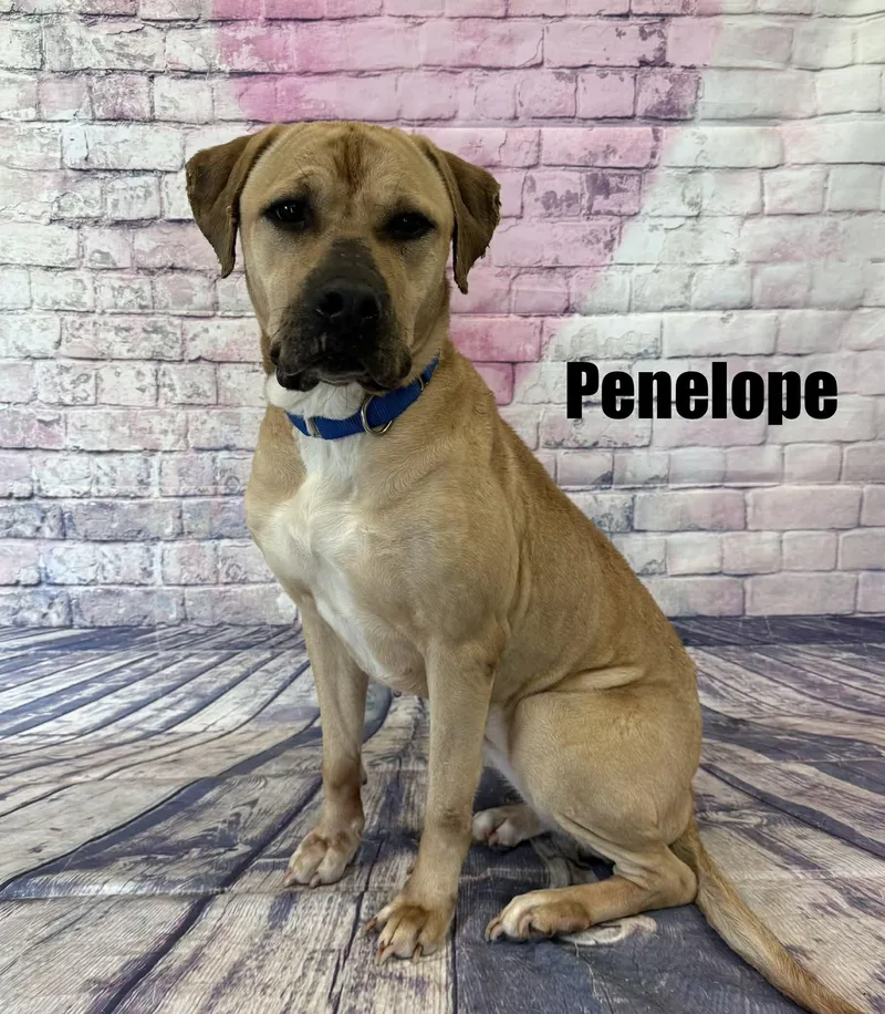 An adult large-sized female Yellow / Tan / Blond / Fawn Labrador Retriever dog named Penelope for adoption in Quincy, MI
