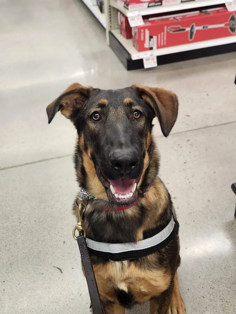 A young medium-sized female German Shepherd Dog dog named Mimi for adoption in Centreville, VA