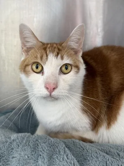 An adult medium-sized male Domestic Short Hair cat named Lerry for adoption in West Chester, PA