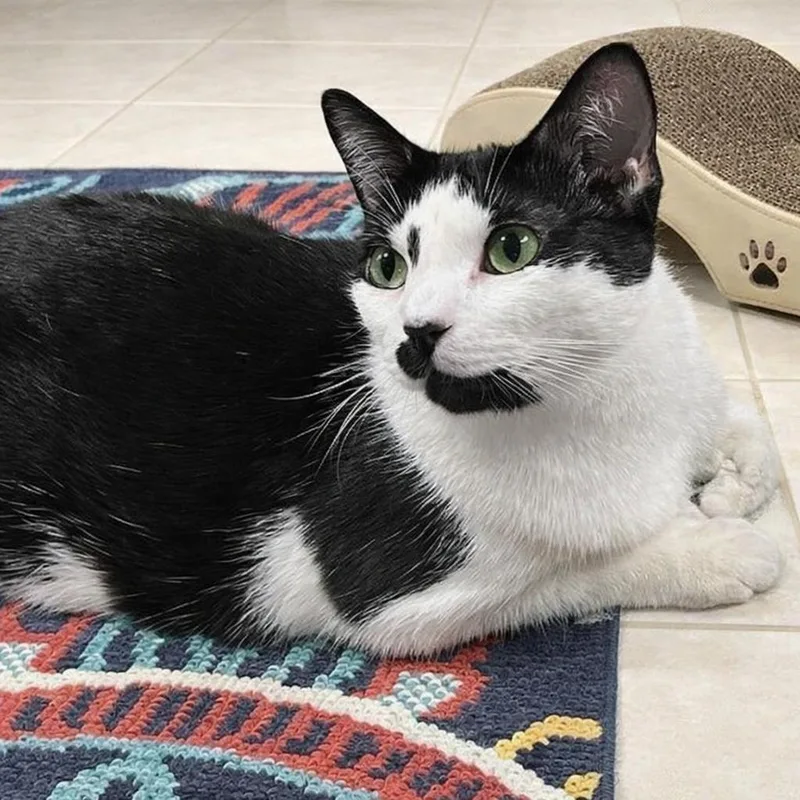 A young medium-sized female Black & White / Tuxedo Tuxedo cat named Twylite for adoption in Hillsboro, TX