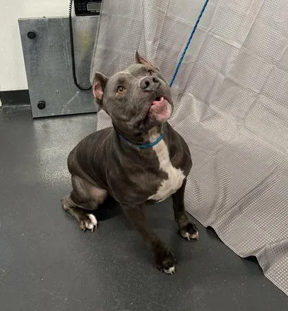 An adult large-sized male Pit Bull Terrier dog named Abu for adoption in San Marcos, TX