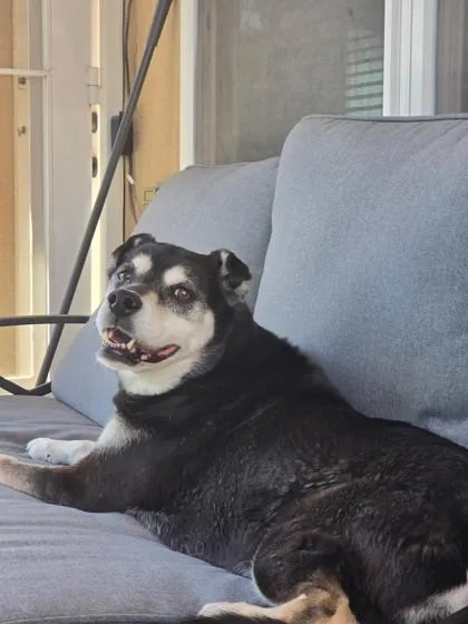 A senior medium-sized female Mixed Breed dog named Stella for adoption in El Paso, TX