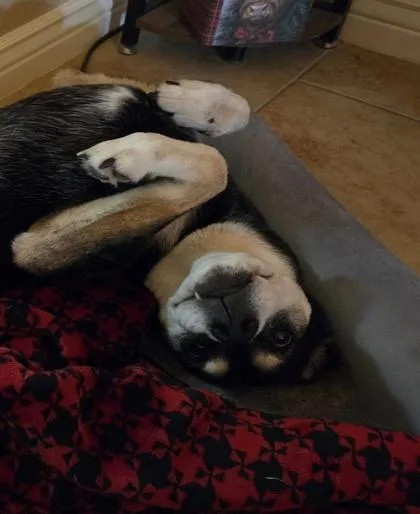 Stella thumbnail 2
