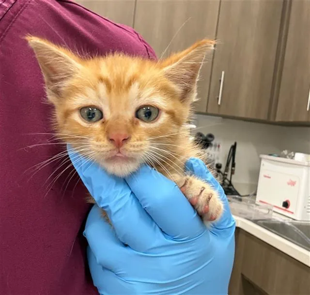 A baby small-sized male Domestic Short Hair cat named Carl for adoption in Baytown, TX