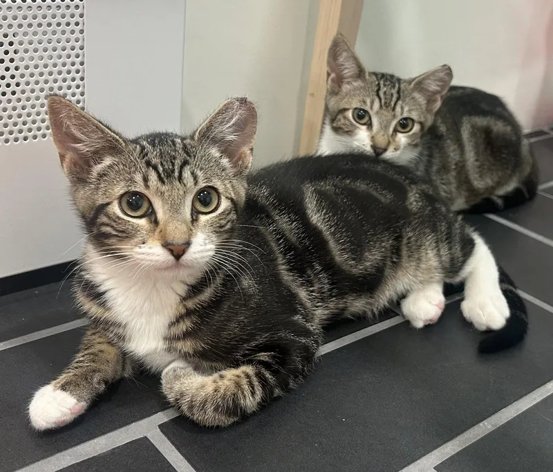 An adult medium-sized male Domestic Short Hair cat named Dark Marble & Light for adoption in San Jose, CA