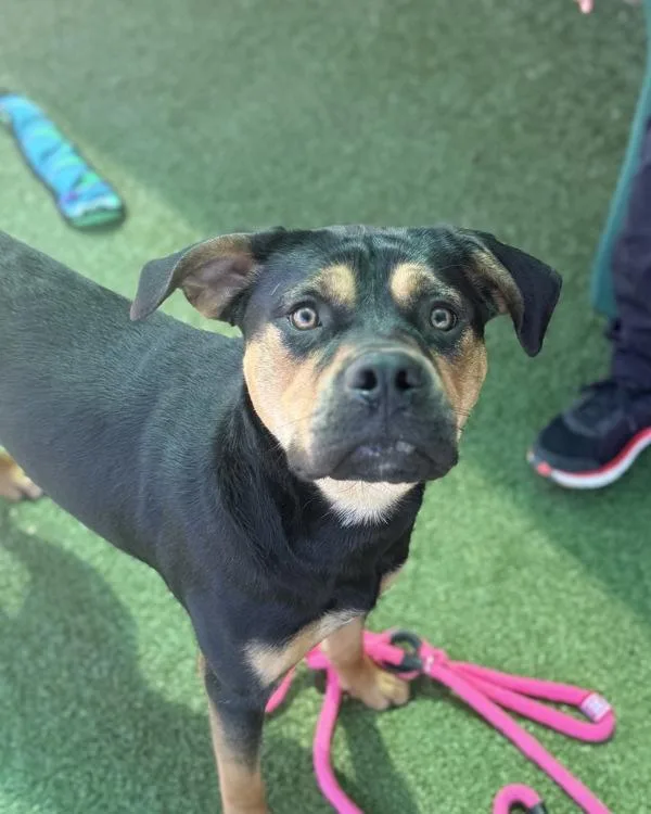 A young large-sized male Rottweiler dog named Bubba for adoption in Canton, GA