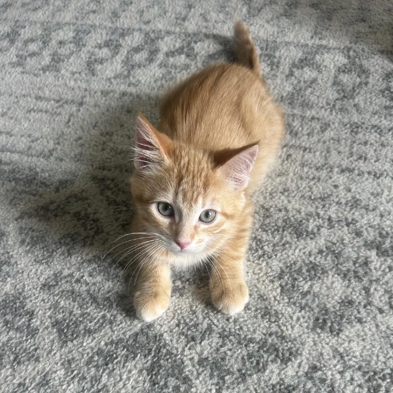 A baby small-sized male Orange / Red Domestic Short Hair cat named Chief for adoption in Gibsonia, PA