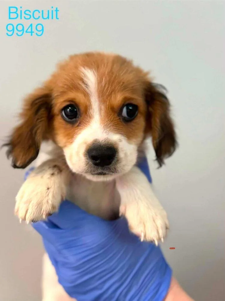 A baby medium-sized male Beagle dog named Biscuit for adoption in New York, NY