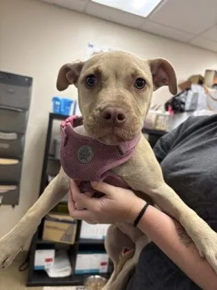 A baby small-sized female Terrier dog named Kaia for adoption in Palm Coast, FL