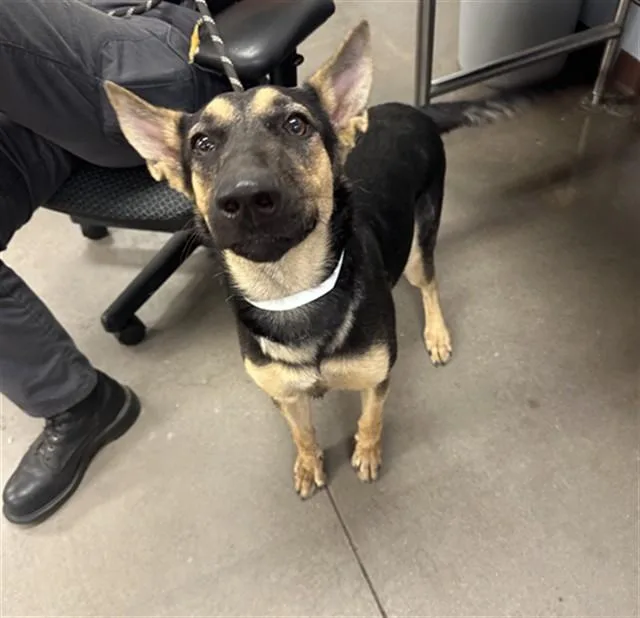 A young large-sized female German Shepherd Dog dog named Paula for adoption in Phoenix, AZ
