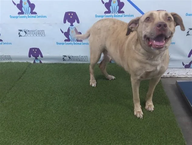 An adult large-sized female Labrador Retriever dog named Layla for adoption in Orlando, FL