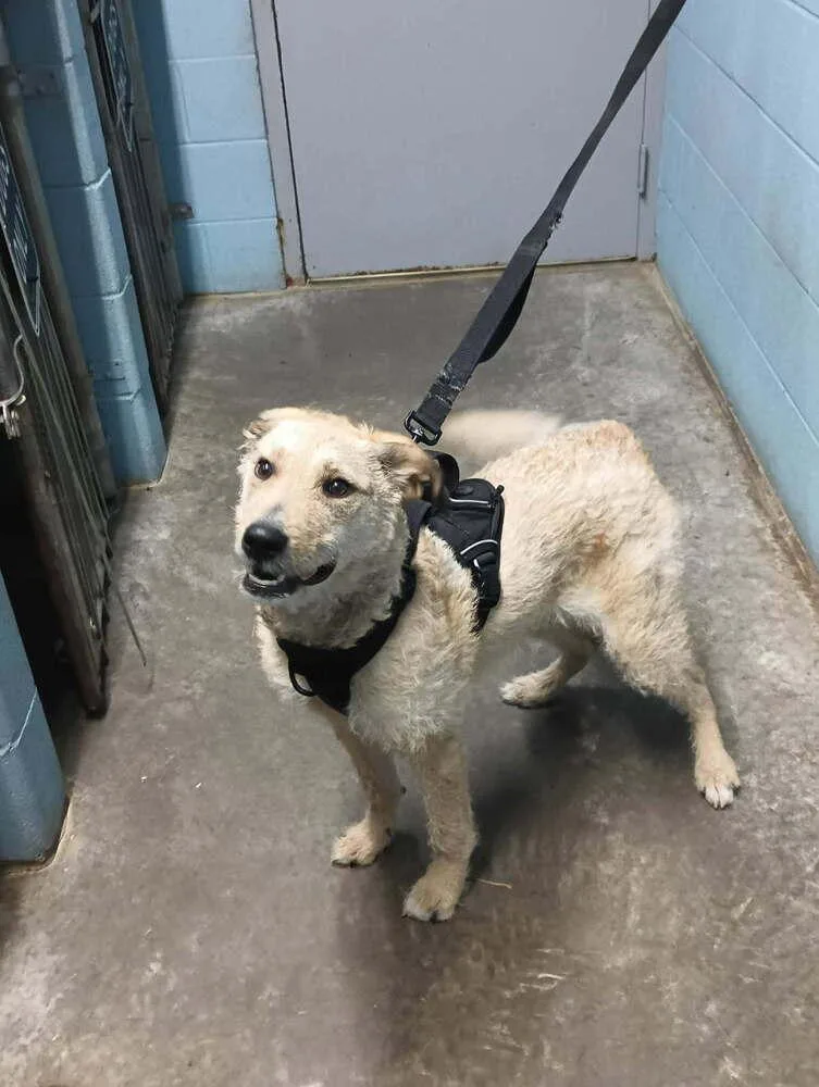 An adult medium-sized male Mixed Breed dog named Rufus for adoption in Evansville, IN